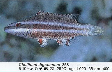Cheilinus digrammus